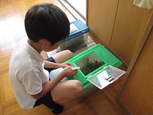 佐分利小ブログ 幼虫から成虫へ ショウリョウバッタを育てています
