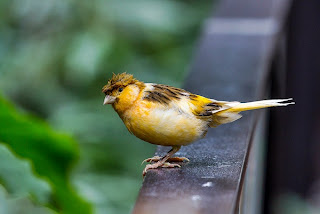 canary bird