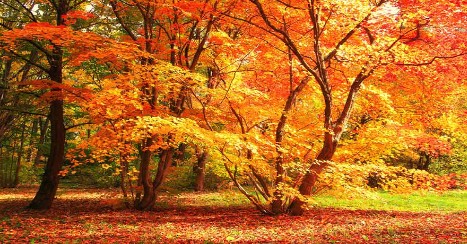 In the Southern hemisphere, from what month does Autumn start?