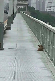 Perro con el corazón roto espera en el puente durante cuatro días después de presenciar a su dueño saltando al río