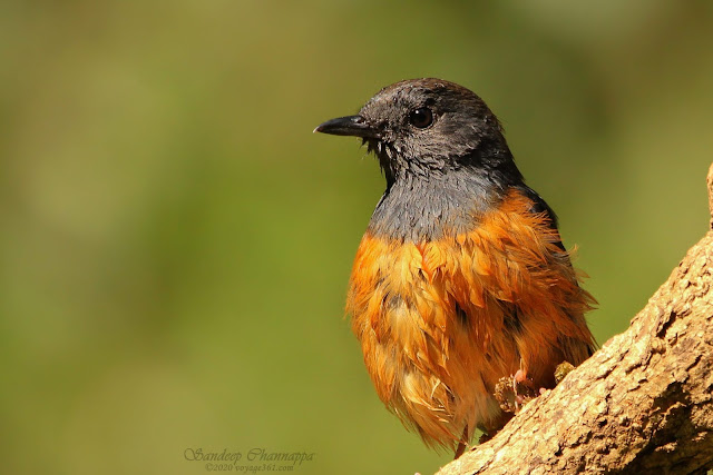 White-rumped Shama