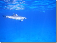 ハワイ島でイルカと泳ぐドルフィンスイム