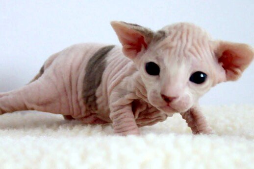 Funny Sphynx Cats Latest 2013 Funny Pictures  Funny And Cute Animals