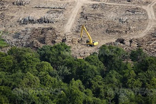 Deforestación y Cambio Climático con Burger King