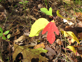 red sassafras leaf