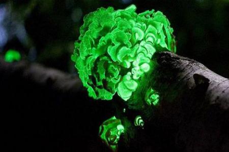 Glow Mushroom