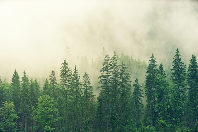 Bersama Bergerak Berdaya Menjaga Hutan