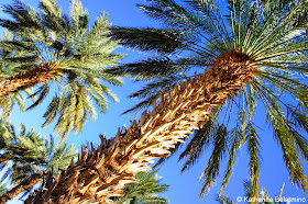 25 Year Old Medjool Date Palms at Martha's Gardens Date Farm Yuma Arizona