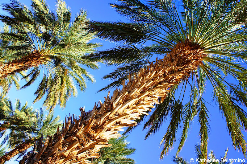 25 Year Old Medjool Date Palms at Martha's Gardens Date Farm Yuma Arizona