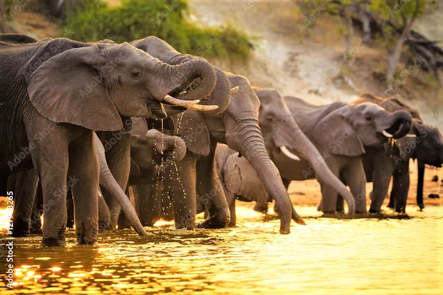 botswana-ou-botsuana