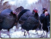 turkies