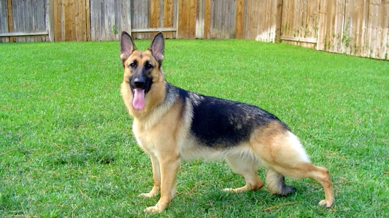 German Shepherd Houston