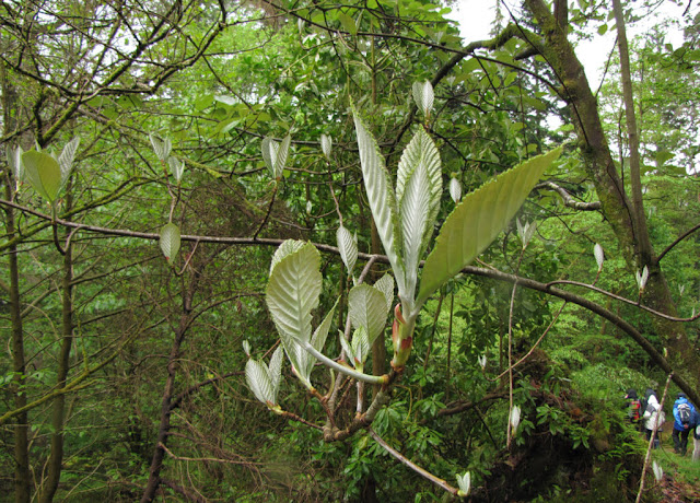 Рябина одетая (Sorbus vestita)