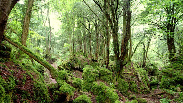 Puzzlewood Forest - England