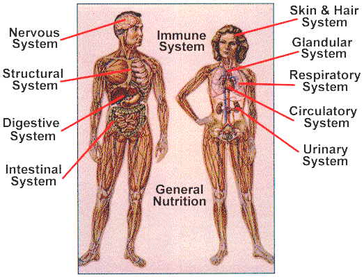 Human Body Systems-1.bp.blogspot.com