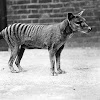 Thylacine Extinction Causes