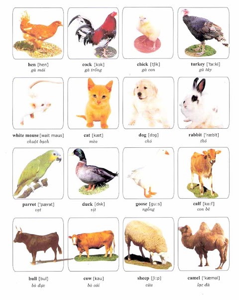 Learning Vocabulary with Pictures Pets