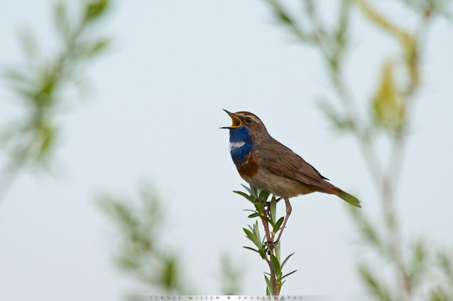 Blauwborst zingt uit volle borst - Bluethroat singing - Luscina scecica