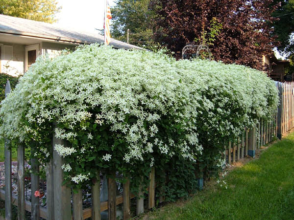 Sweet Autumn Clematis5