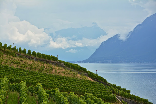 Meer van Geneve, Lac Leman, Zwitserland, Vevey, Lausanne, Lutry, Grandvaux, Wijnterrassen van Lavaux, wijntoerisme, Chasselas, Zwitserse wijnen, fietsen, fietsen in zwitserland, Saint-Saphorin, Château d' Ouchy, Cathédrale Notre-Dame Lausanne,  Zwitserse Rivièra, Musée Olympique Lausanne, olympisch museum lausanne, Brasserie Montbenon Lausanne, 