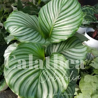 Calathea Orbifolia