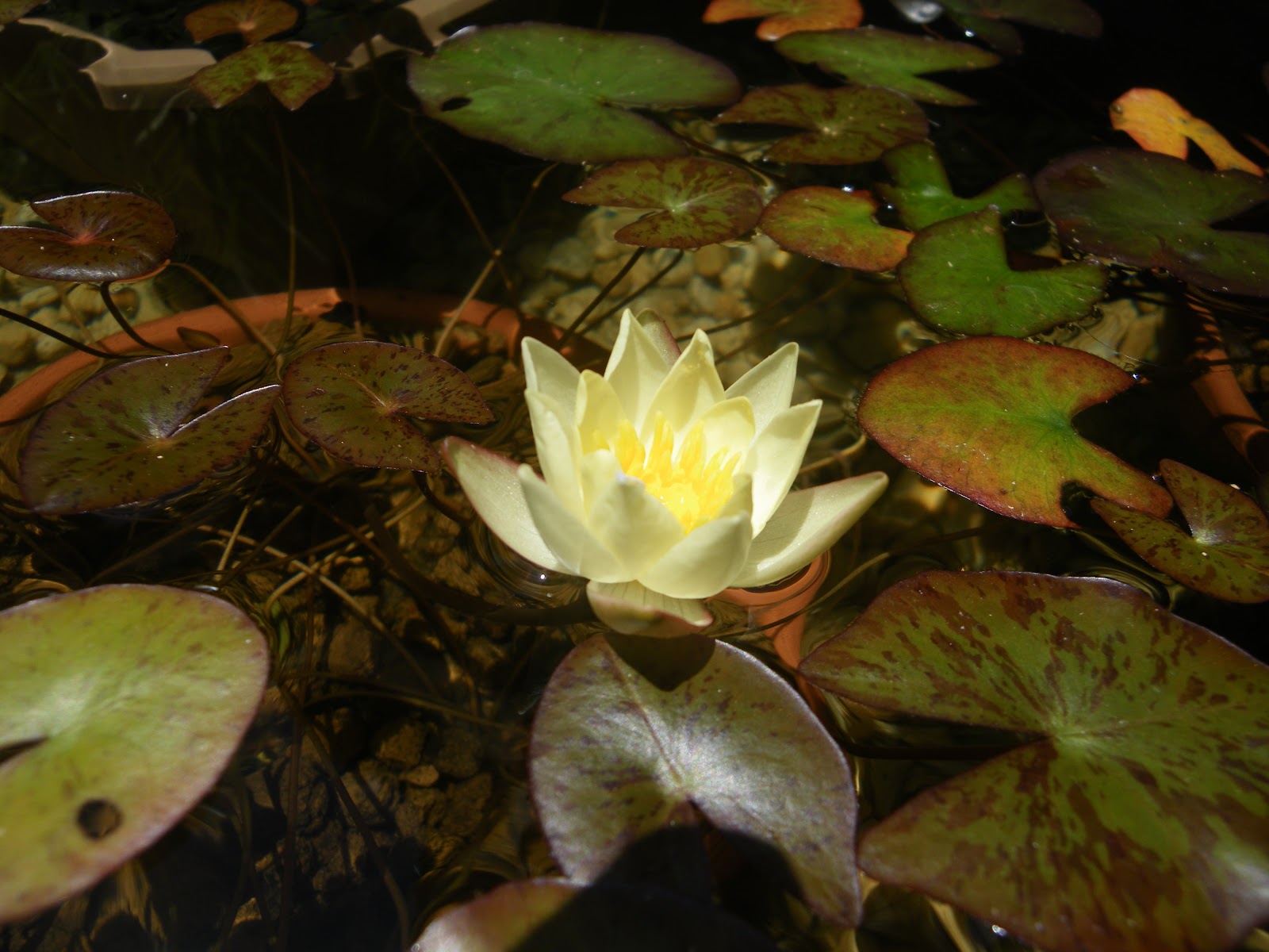 姫睡蓮の花が咲いた ビオトープの植物たちは元気一杯 メダカの大工
