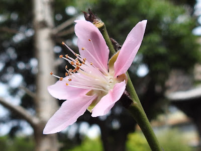 桃樹的花