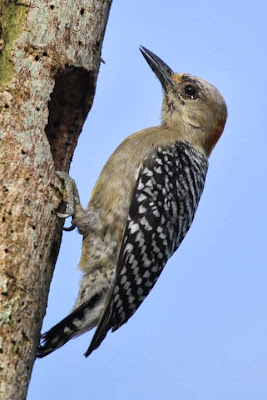 Red crowned Woodpecker