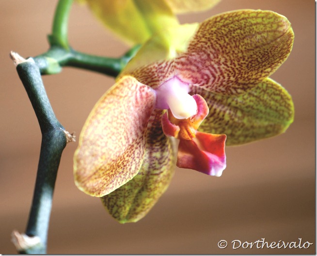 orkideovenfra
