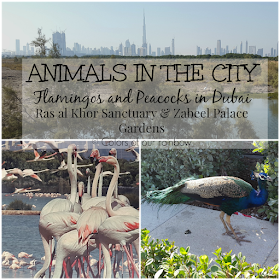 Ras al Khor Wild life Sanctuary and Zabeel Palace Gardens: Flamingos and Peacocks : @http://colorsofourrainbow.blogspot.ae/