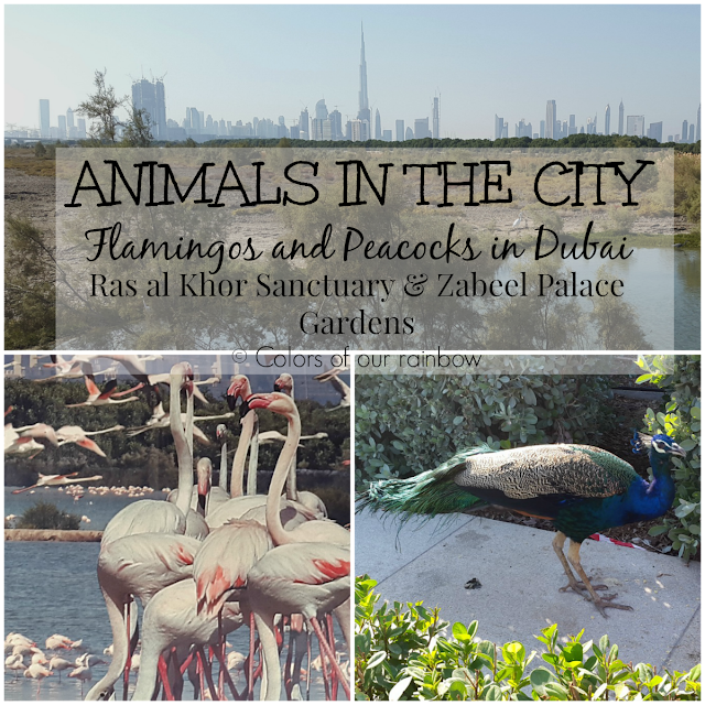 Ras al Khor Wild life Sanctuary and Zabeel Palace Gardens: Flamingos and Peacocks : @http://colorsofourrainbow.blogspot.ae/