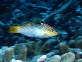 Underwater Creature | nature desktop wallpapers Images Photos