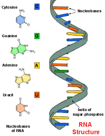 RNA structure