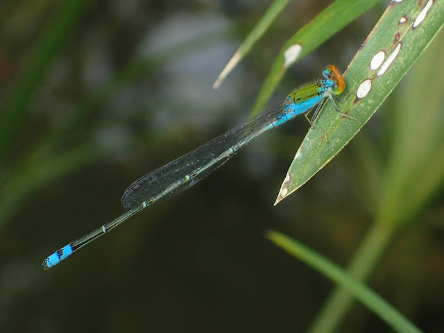 Pseudagrion rubriceps