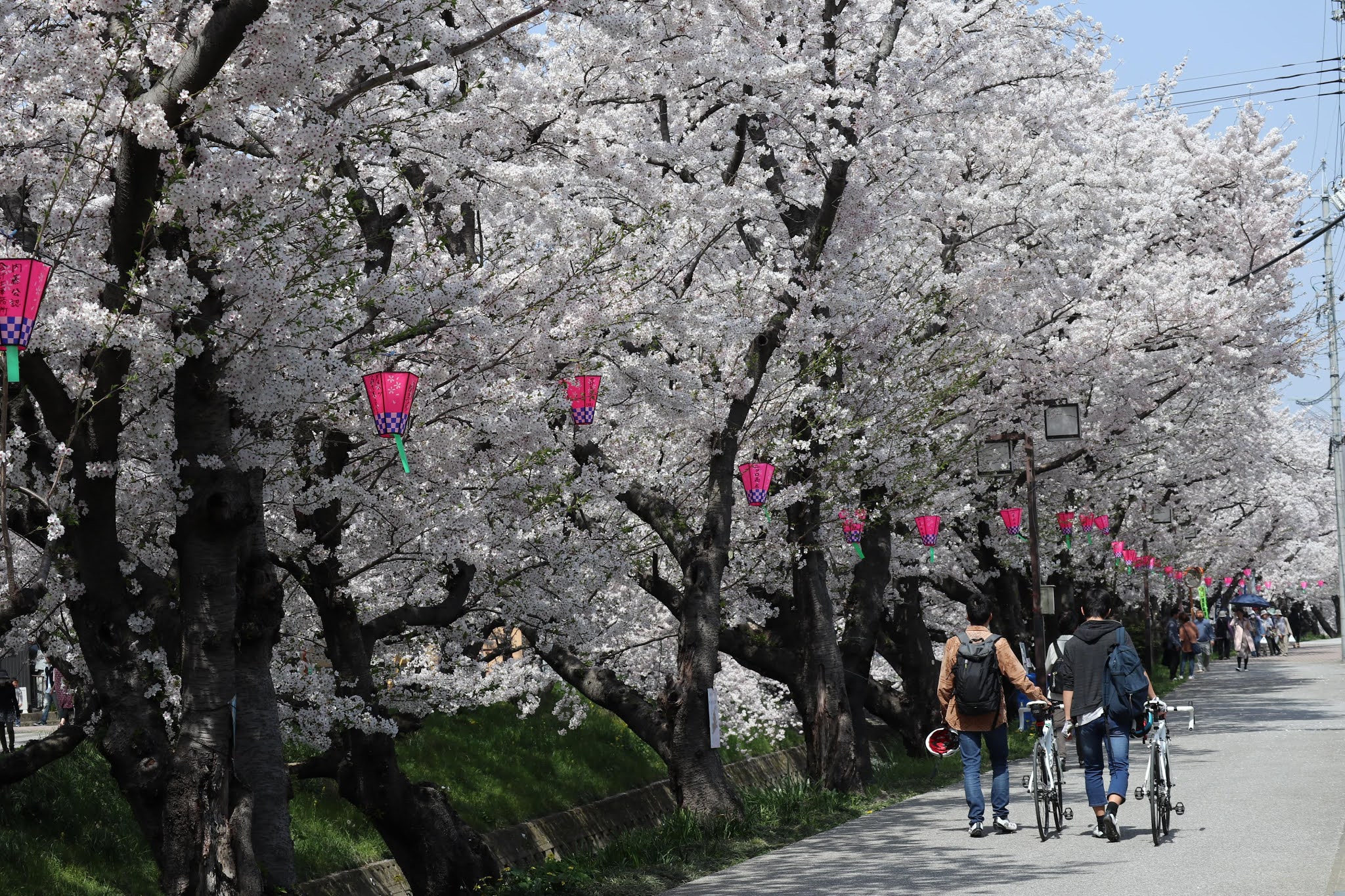 岩倉桜まつり11