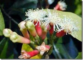 cengkeh