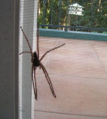 huntsman spider, La Ceiba, Honduras