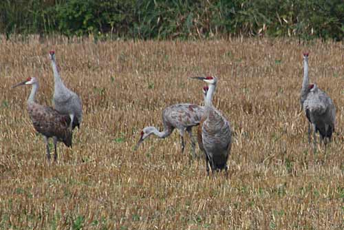 Sandhill Crane - Desbarats