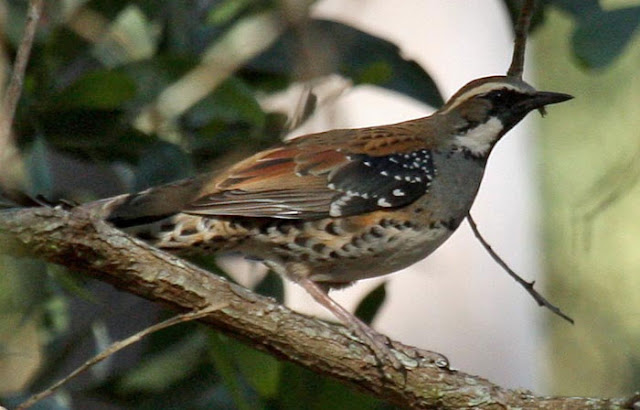 Anis-puyuh ajax, Painted Quail-thrush, Cinclosoma ajax