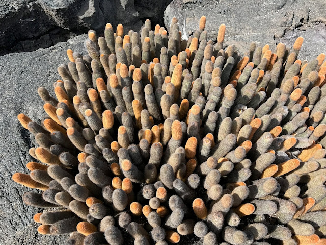 Isla Fernandina, Islas Galápagos