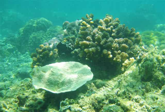 Photo of Coral Reefs under Calaguas sea