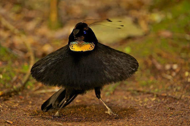 Parotia bird of paradise from new guinea island