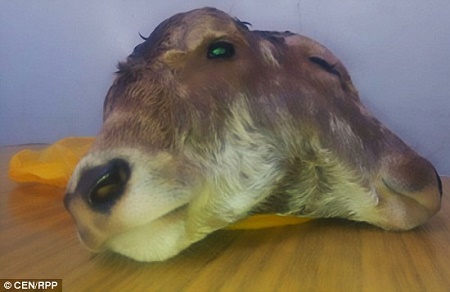 Calf born with two heads dies shortly after delivery