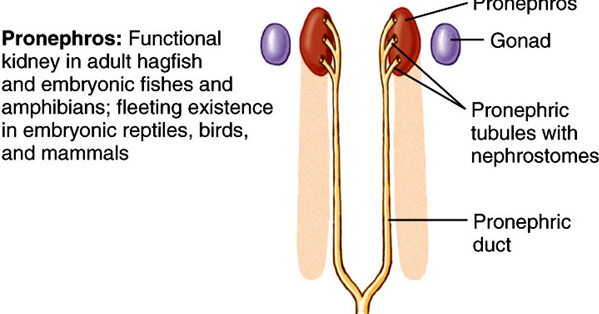 Contoh-contoh Difusi Dan Osmosis - Agape Locs