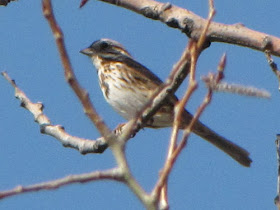 song sparrow