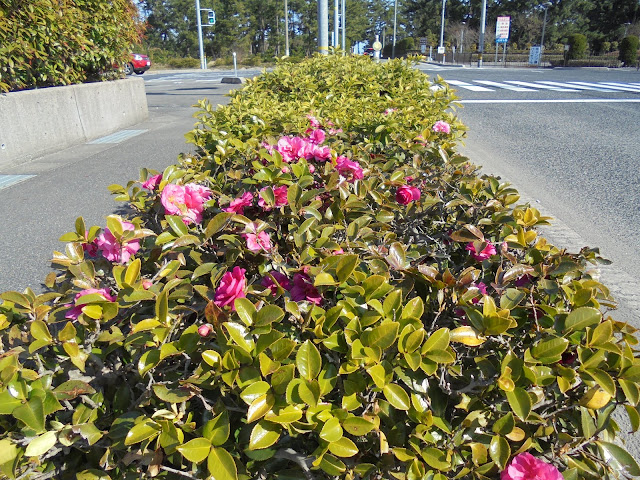 日吉津キャンプ場