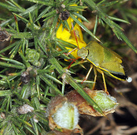 Gorse Shield Bug, Piezodorus lituratus.  Hayes Common, 18 May 2011.