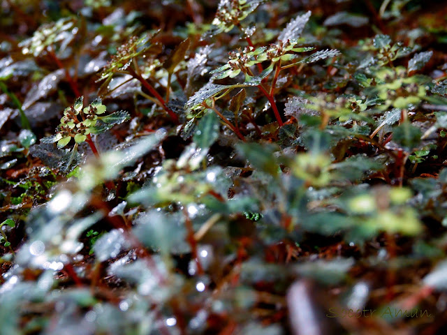 Chrysosplenium grayanum