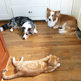 jon farleigh, dewi (corgi dogs) and bobby flay o'fish (ginger cat) lying on a circle in corner of kitchen