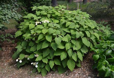 Hydrangea longipes care and culture